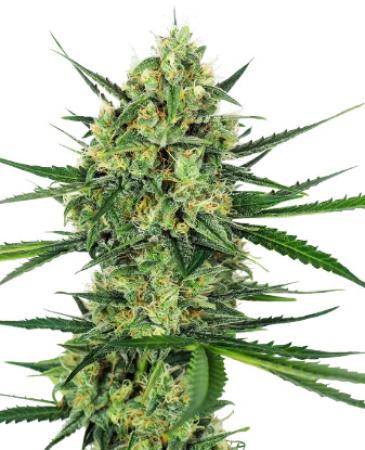 Sensi Tangerine Sugar 3+1 Feminisiert